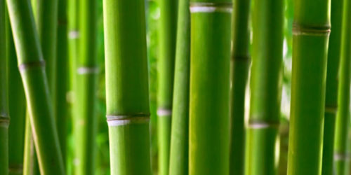 Tissu Éponge bambou