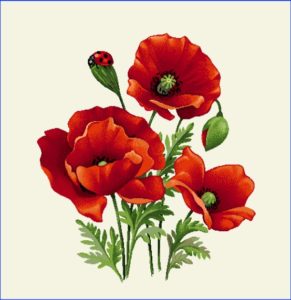 Carré de tissu coquelicot