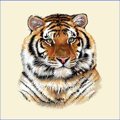 Carré de tissu tigre